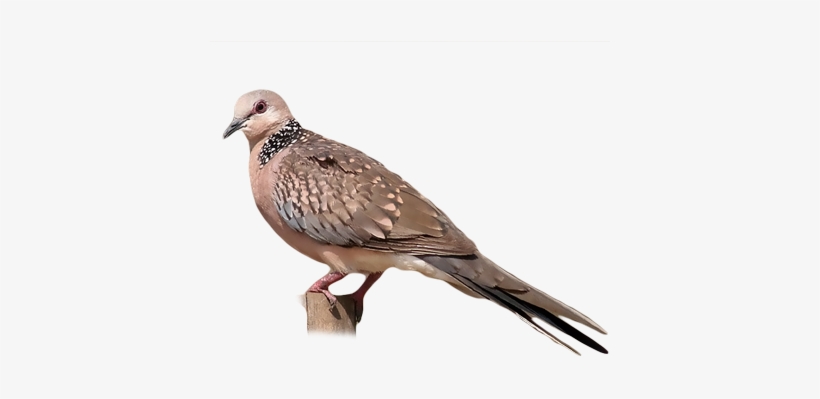 Eastern Spotted Dove - Spotted Dove, transparent png #3928028