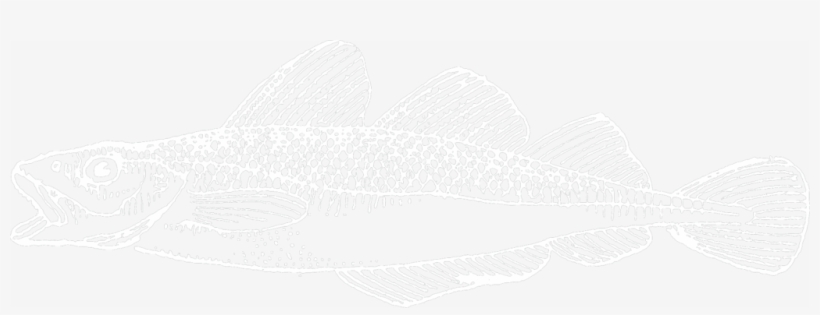 Cod - Invertebrate, transparent png #3928207