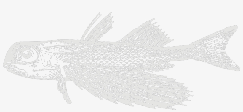 Gurnard - Illustration, transparent png #3928277