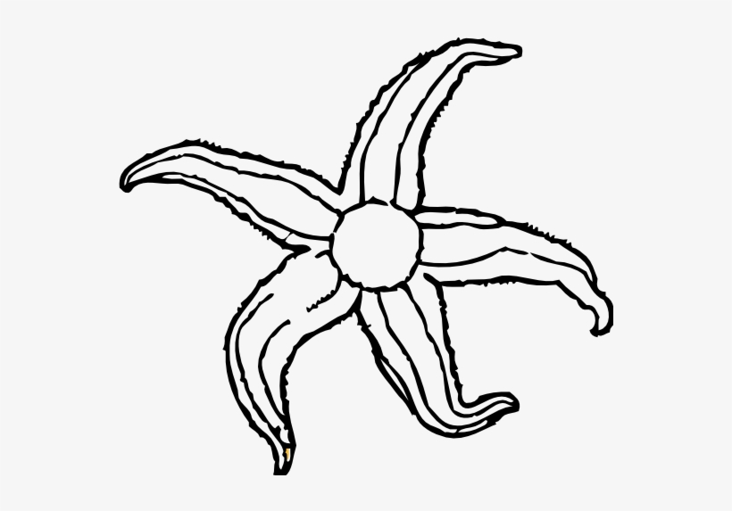 Starfish - Clip - Art - Black - And - White - Starfish Clip Art, transparent png #3928321