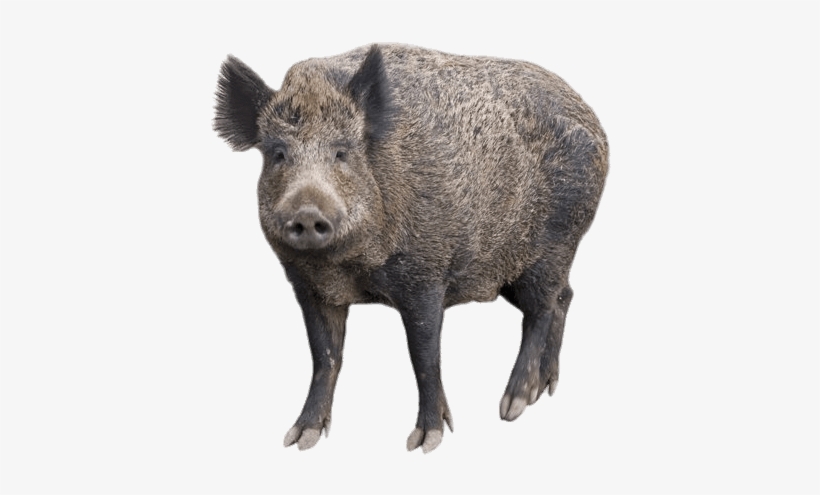 Boar With Head Turned Forward - Dzik Png, transparent png #3928480