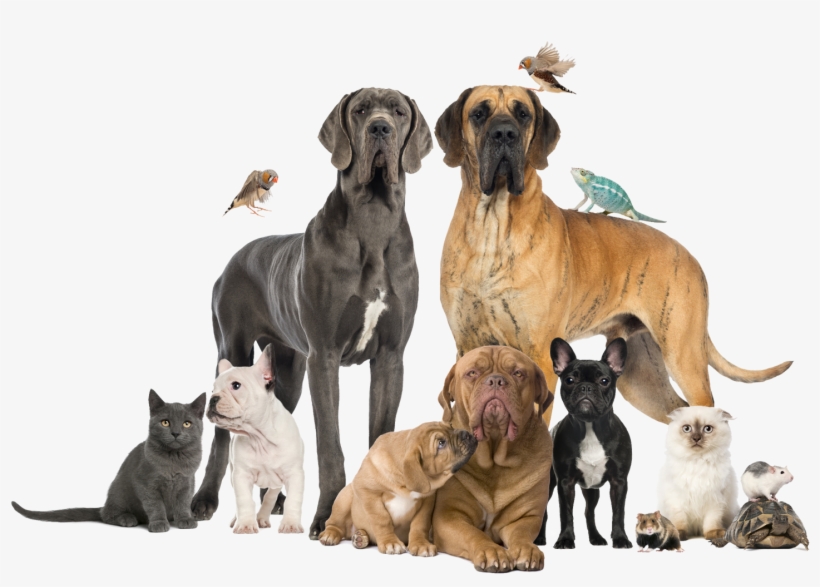 Complete Pet Care Is Not Convenient Or Stress-free - Animal Hospital, transparent png #3929471