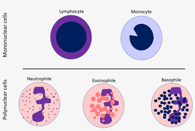 White Blood Cells Chart - White Blood Cells Lymphocytes Diagram, transparent png #3930916