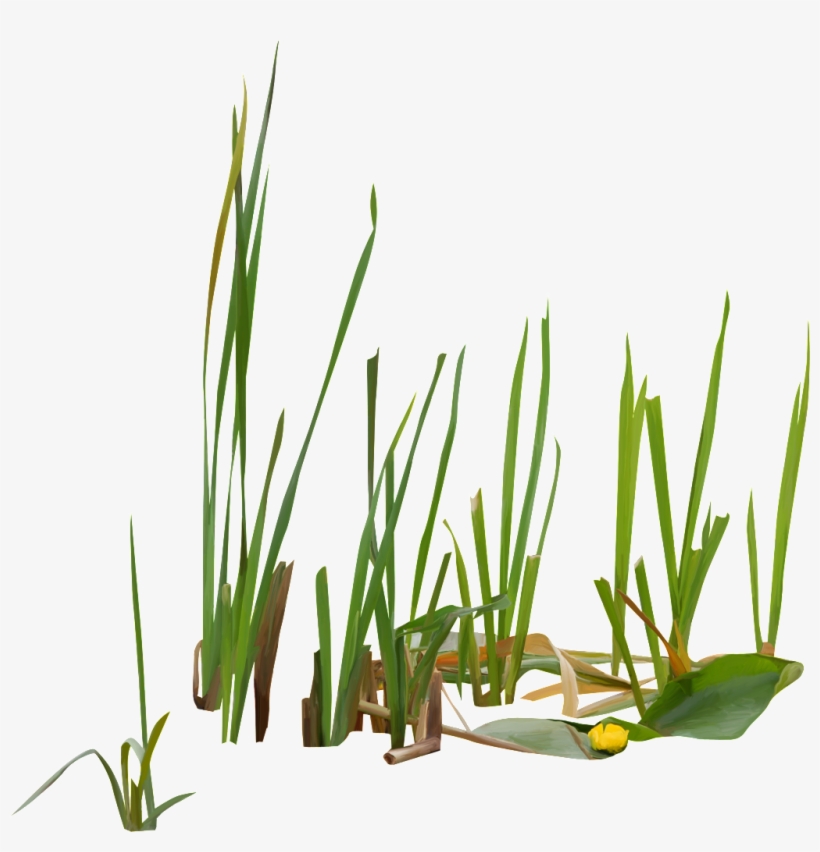 Green Flowers And Plants In Growing Png - Swamp Grass Png, transparent png #3930941