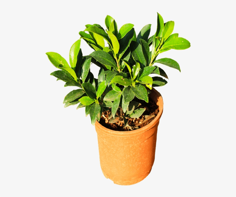If You Like This Template And Want To Use Them, Please - Flowerpot, transparent png #3931000