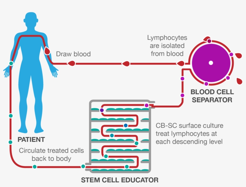Stem Cell Educator Therapy Process - Stem Cell Educator Therapy Diabetes, transparent png #3931004