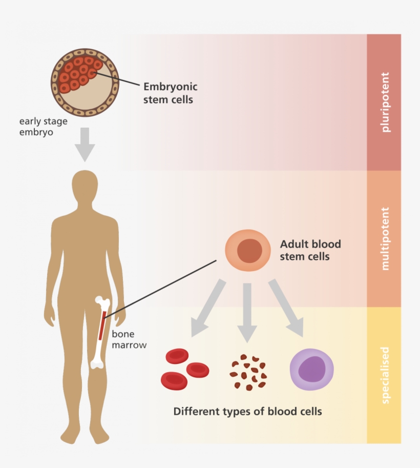 Adult Stem Cells - Adult Stem Cell Diagram, transparent png #3931083