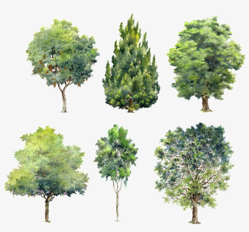 Trees Green Plants Beautiful Hand Painted Png - Watercolor Trees For Photoshop, transparent png #3931106