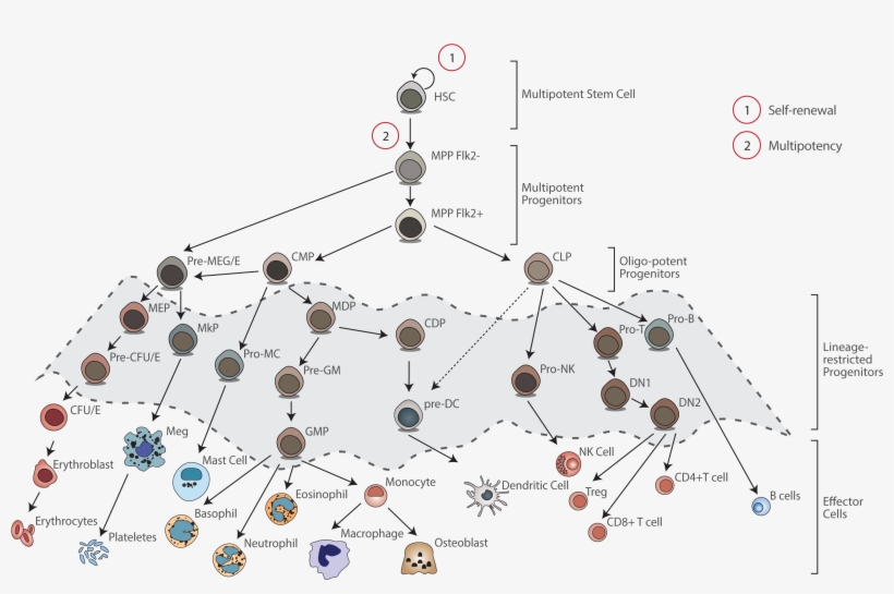 Since The Rst Hsc Transplant In 1957, Stem Cell Transplantation - Diagram, transparent png #3931110