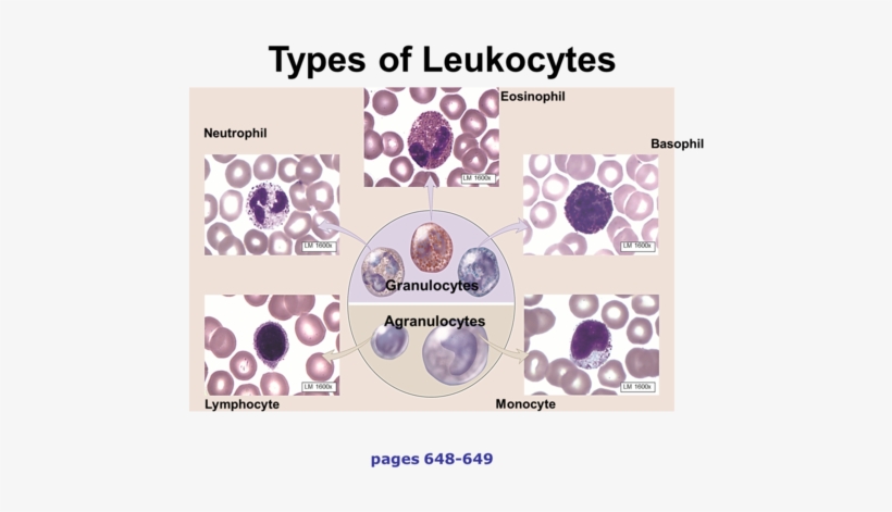 White Blood Cells Protect Against Disease - Granulocytes And Agranulocytes Of Wbc, transparent png #3931140