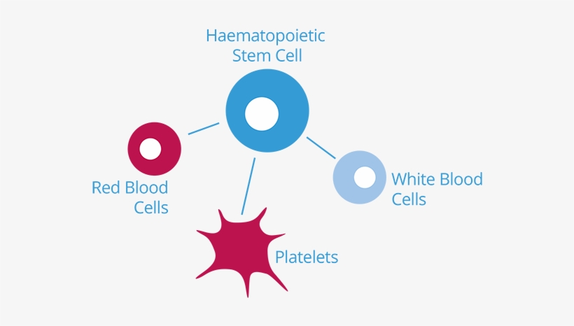 Stem-cells - Stem Cell, transparent png #3931266