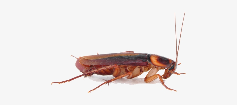 Cockroach Png Transparent Background, transparent png #3931565