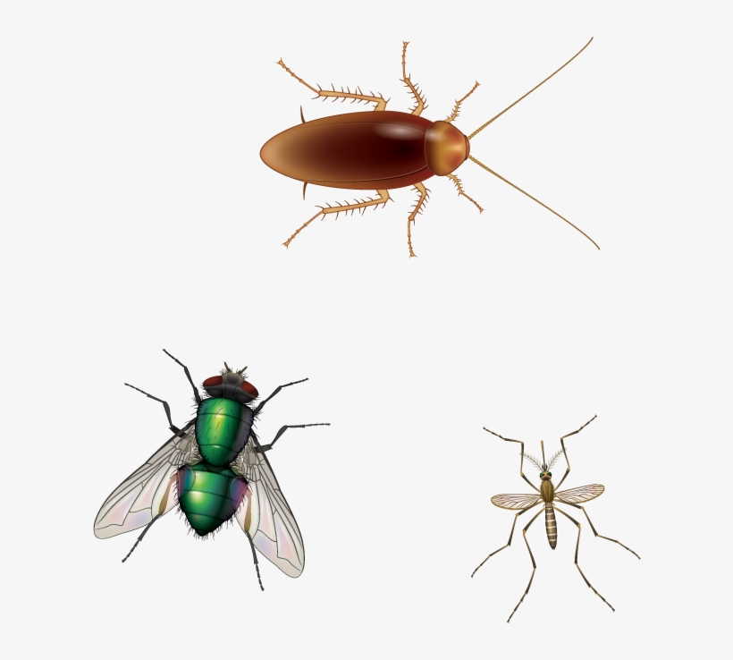 House Fly, transparent png #3931588