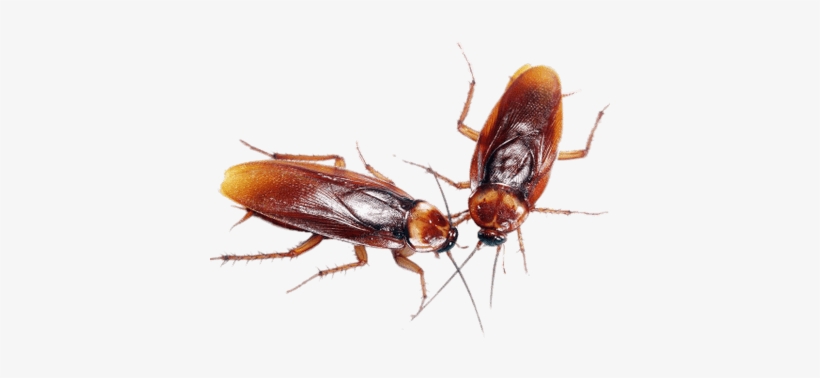 A Couple Of Cockroaches - Cockroaches Control, transparent png #3931636