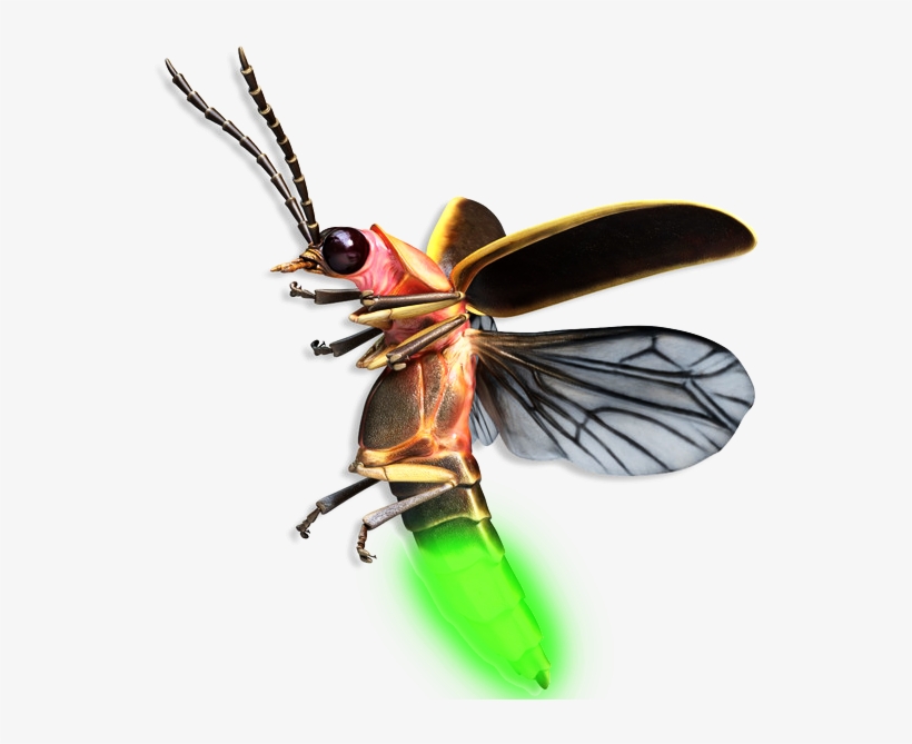 February 9, 2015 Helios Labs After Our Visit With Dr - Firefly Insect Flying, transparent png #3931740