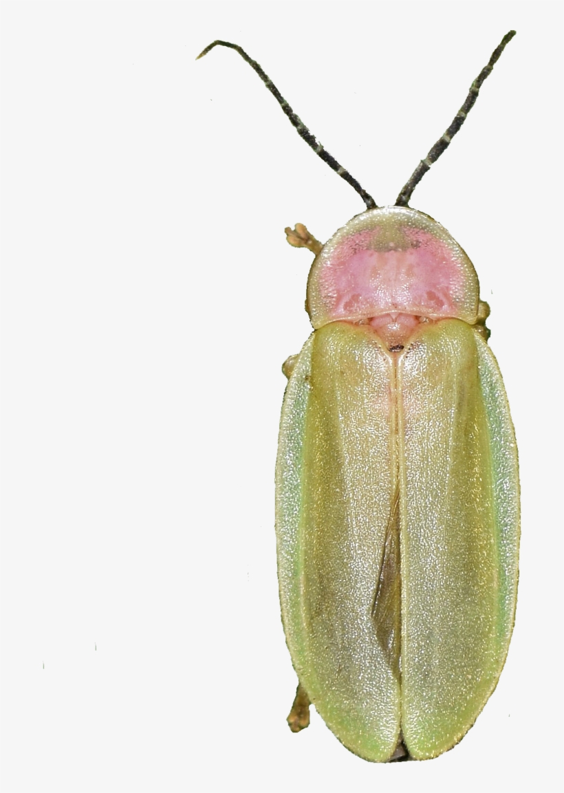 Oliver Keller This - Soldier Beetle, transparent png #3931776