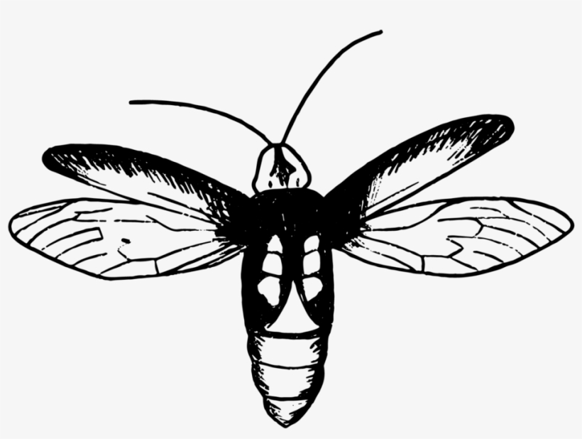Firefly Insect Png, transparent png #3931835