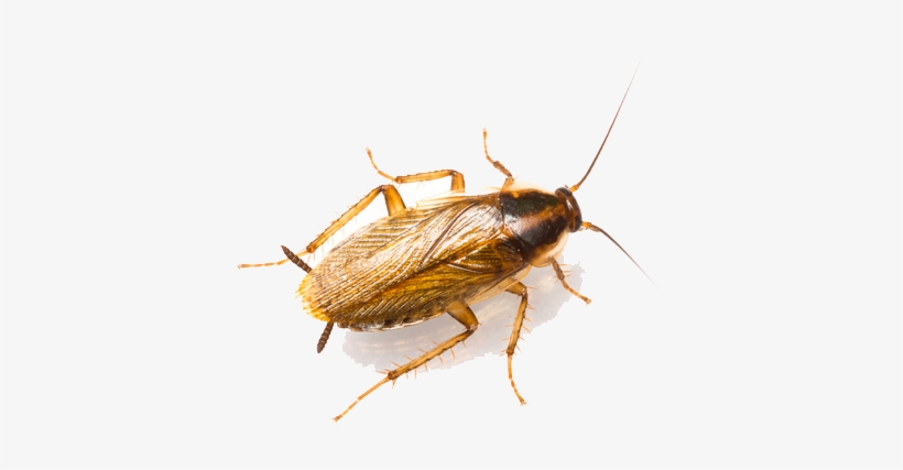 German Cockroaches - - House Roaches, transparent png #3931858