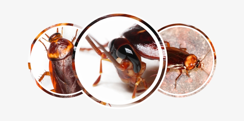 Cockroaches - Cockroach Head, transparent png #3931884