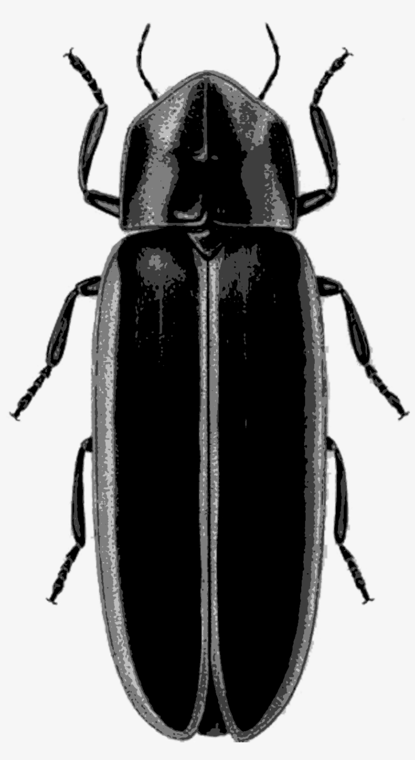 9-firefly - Lampyridae, transparent png #3931963