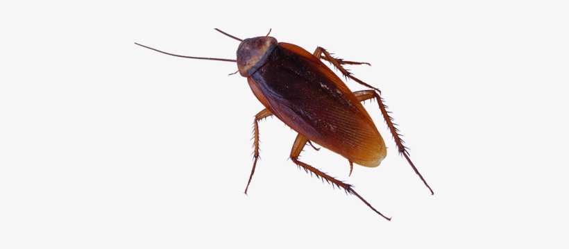 Cockroach Removal Service - 5 Insects, transparent png #3932228