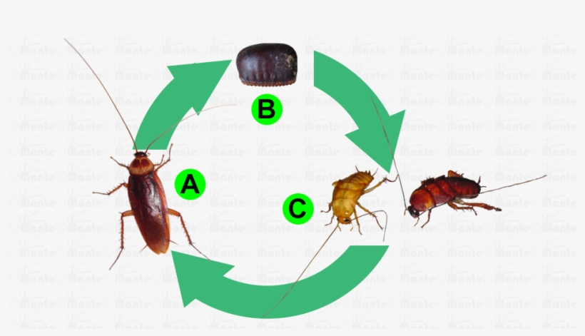 Adult Adult Cockroach Has Two Pair Of Wings Folded - Biology, transparent png #3932251