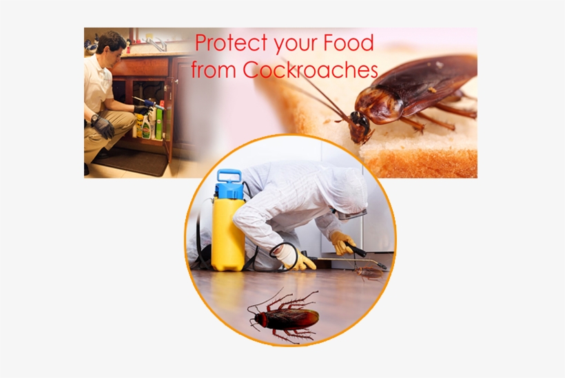 Cockroach And Ants Control - Weevil, transparent png #3932312