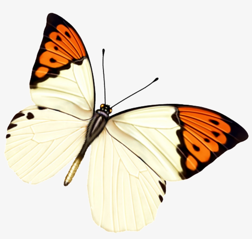 Hd Beautiful Colorful Butterfly Png - Livegallery 24 Pcs Removable Cute Double-deck Beautiful, transparent png #3932602