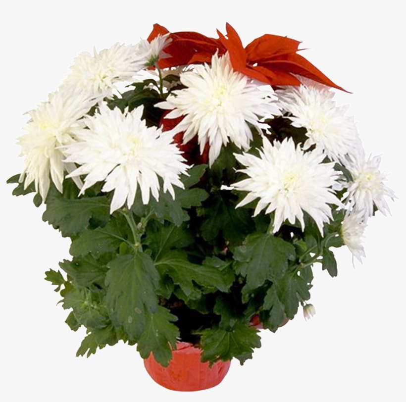 Beautiful Potted Flower - Flower, transparent png #3933621
