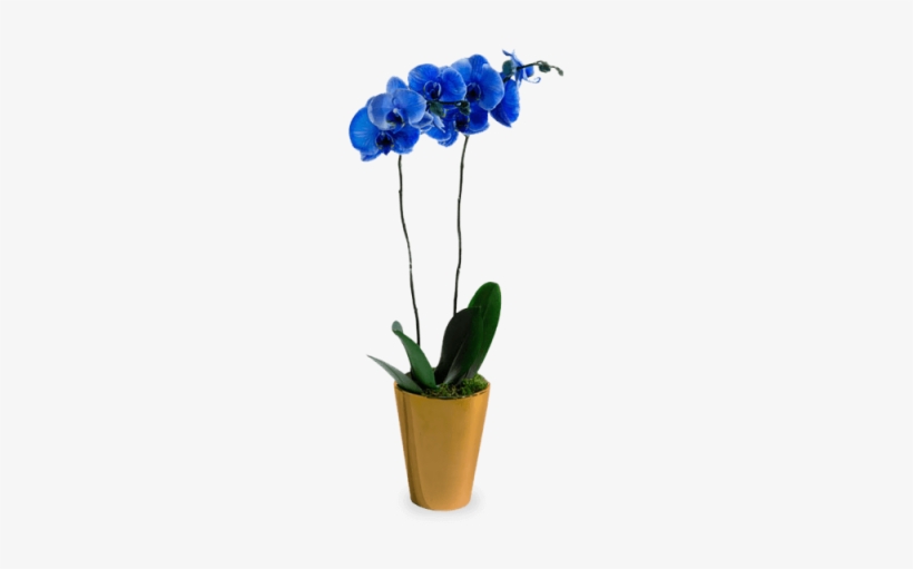 Blue Orchid, transparent png #3933783
