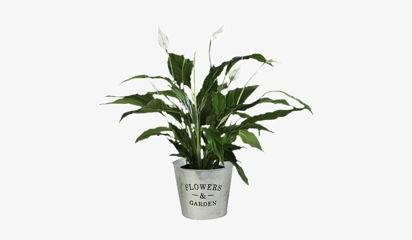 Precio De Una Planta, transparent png #3933837