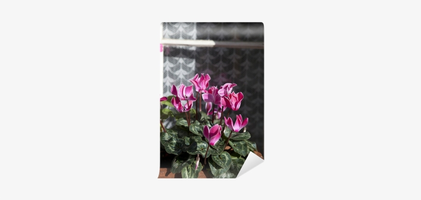 Potted Plants Of Cyclamen With Flowers In Pink Colors - Color, transparent png #3933898