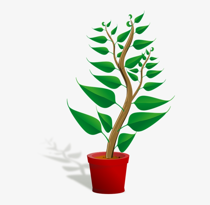 Seedling, Potted Plant, Sapling, Plant, Growing, Growth - Getting To Know Plants, transparent png #3933979