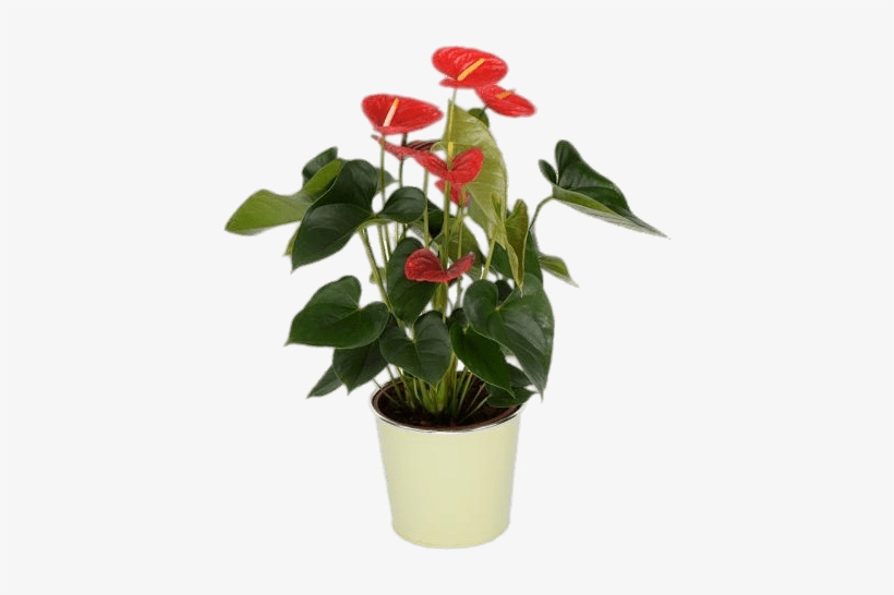 Potted Red Anthurium - Flower, transparent png #3934013