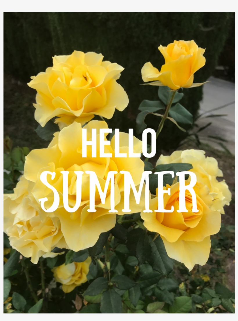 21 Jun - Hybrid Tea Rose, transparent png #3934016