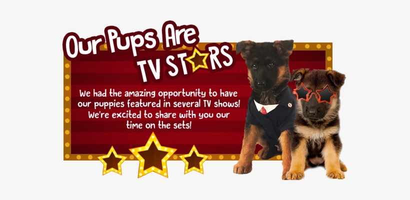 Our Pups Are On Tv - Lilipi Brand Push13 German Shepherd Puppie Shaped Pillow, transparent png #3934678