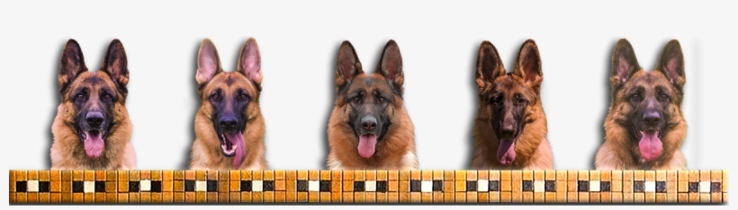 German Shepherd Banner, transparent png #3934682