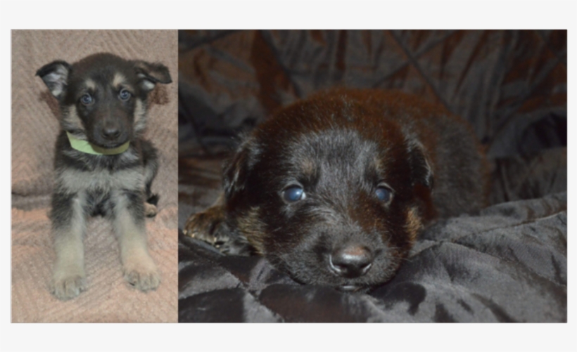 Gs Puppies - Family, transparent png #3934711