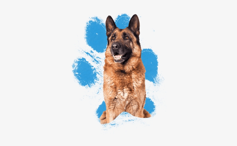 These Dogs Are Very Intelligent And Highly Motivated - Real Dog Paw Print, transparent png #3934948