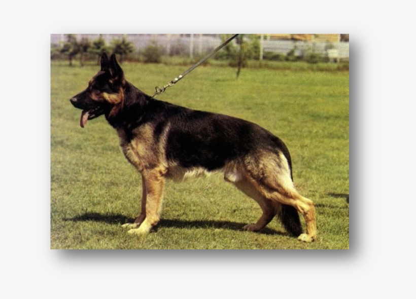 Picture - Curved Back German Shepherd, transparent png #3935005