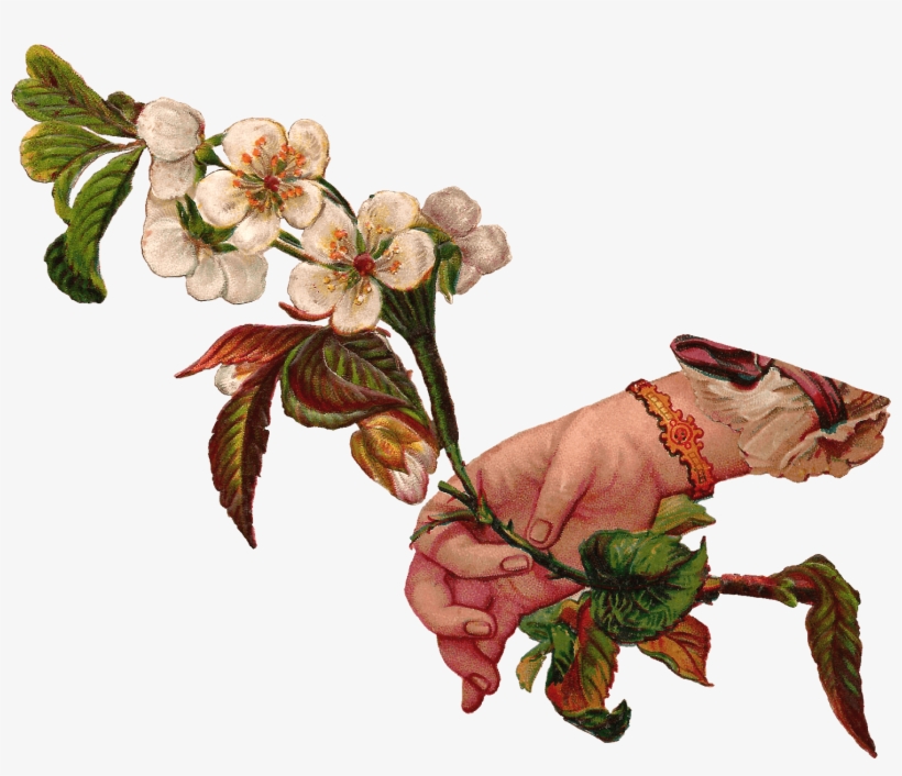 Hand Giving Flowers - Vintage Plant Illustrations Transparent, transparent png #3935037