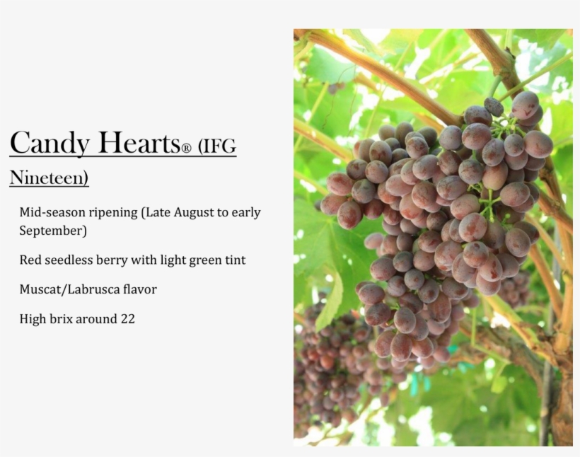 Candy Hearts Grapes - Grape, transparent png #3936284