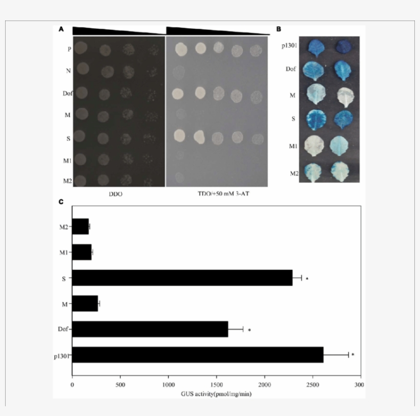 Yeast One Hybrid Analyses Of Upstream Regulators Of - .org, transparent png #3936987
