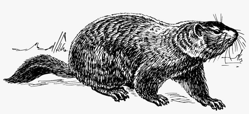 Today Is Groundhog Day - Free Black And White Clipart Groundhog, transparent png #3937549
