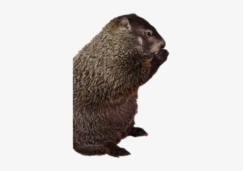 Groundhog Transparent, transparent png #3937733