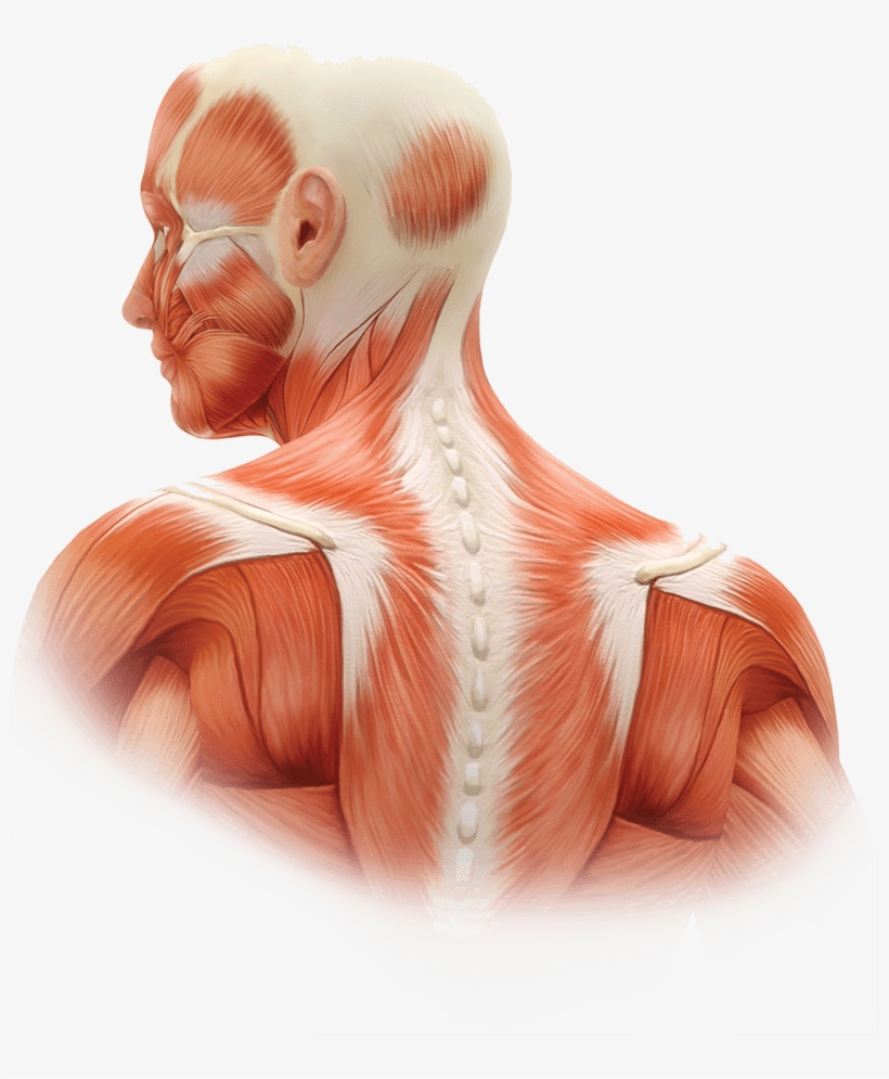 Recommended Dose Range By Muscle For Adults With Cd - Core In Human Body, transparent png #3938171