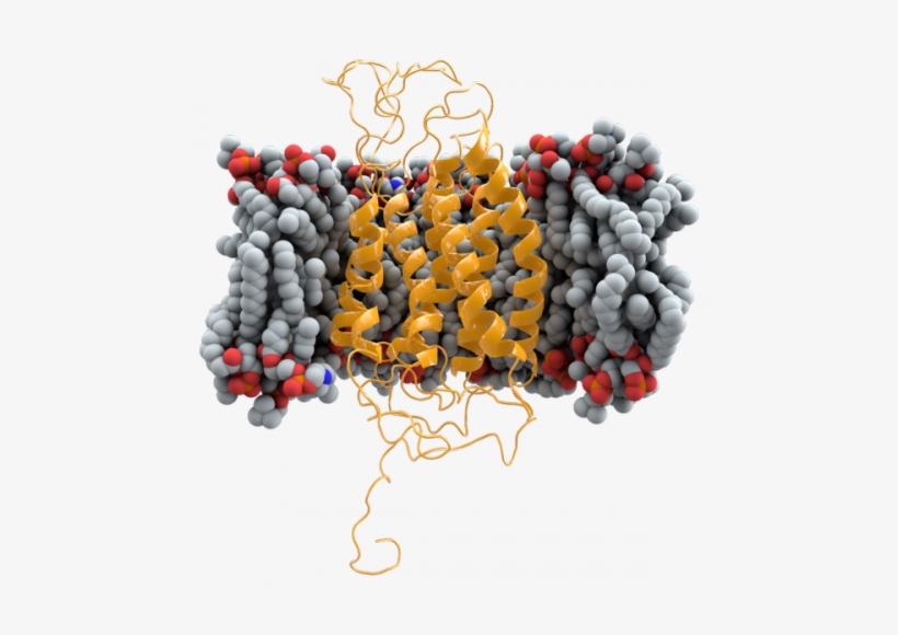 Ccr5 Is Shown As A Ribbon Model In The Plasma Membrane - Membrane Png, transparent png #3938563