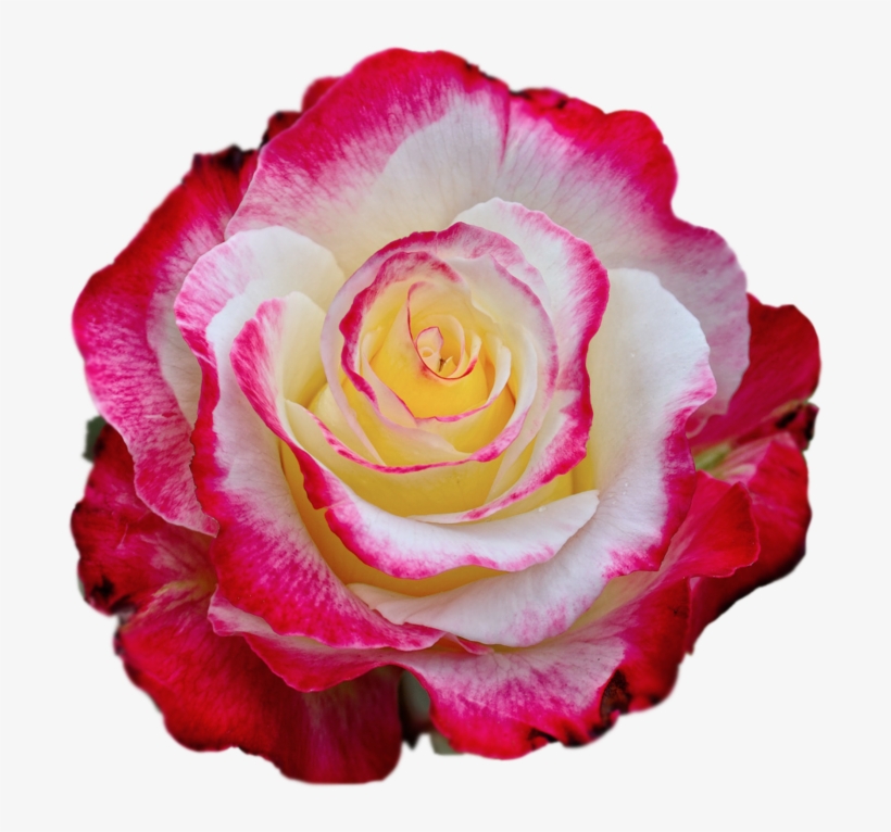 Colorful Rose Transparent Png, transparent png #3938660