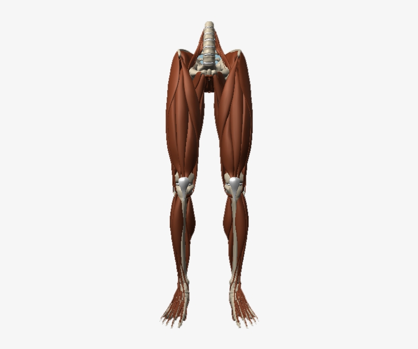 Anatomy, transparent png #3938661