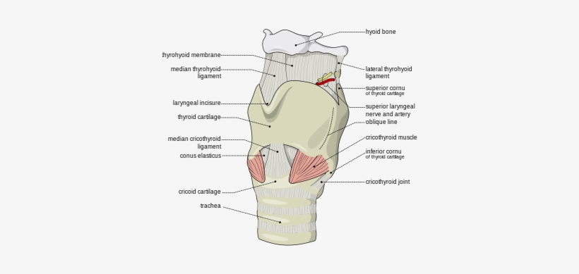 The Ligaments Of The Larynx - Thyroid Cartilage, transparent png #3938912